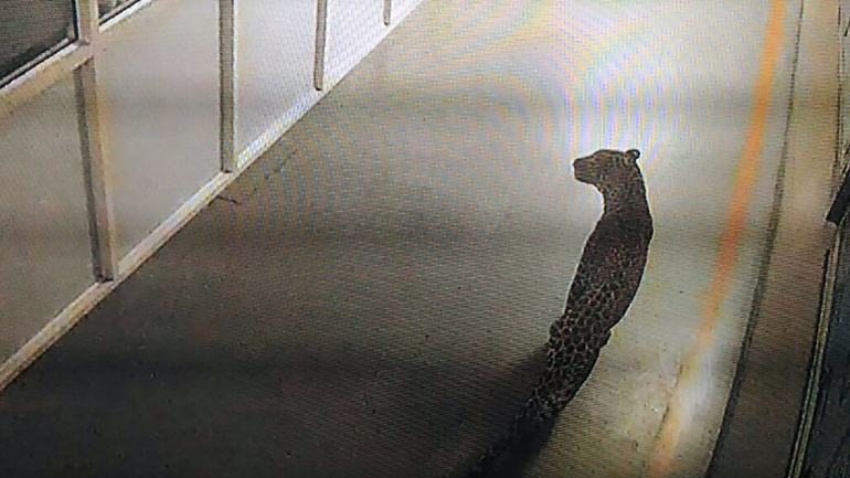 Έκλεισε εργοστάσιο αυτοκινήτων λόγω λεοπάρδαλης!